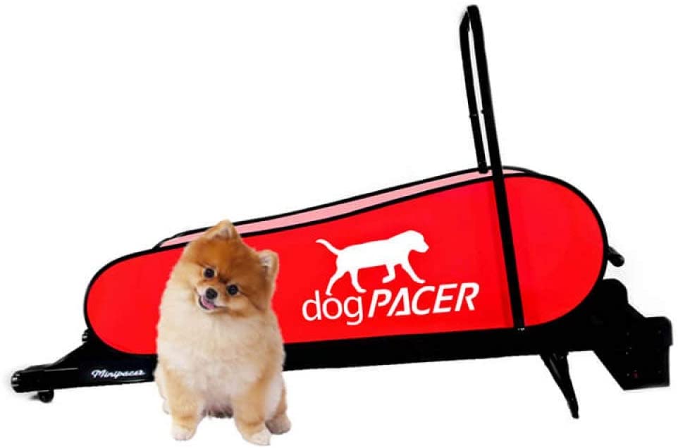 Best Rated Dog Treadmills - The Ultimate Buying Guide - Dogpacer mini