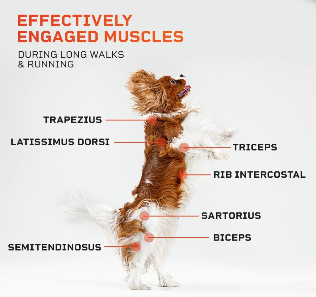 Best Rated Dog Treadmills - The Ultimate Buying Guide - LifePro