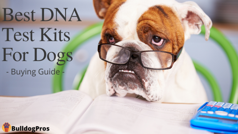 Best DNA Test Kits For Dogs