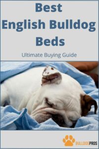 Best English Bulldog Beds – Ultimate Buying Guide