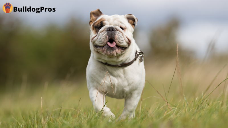 BulldogPros - Bulldog Exercise - The Ultimate Guide