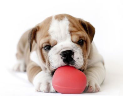 Bulldog Exercise - The Ultimate Guide - Puppy