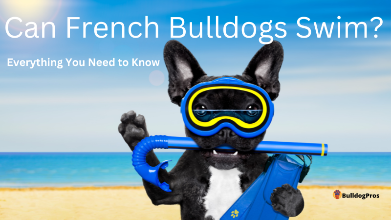 Can Bulldogs Swim? - Here's What You Need To Know