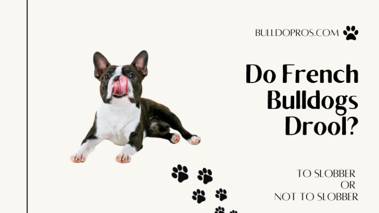 A Home For Bulldog Lovers - Bulldog Pros