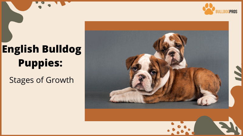 English Bulldog Puppies Stages Of Growth
