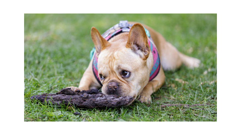 The French Bulldog and Behavior – The Good, Bad & Ugly - Chewing