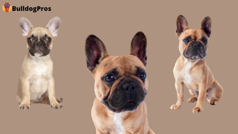BulldogPros - The French Bulldog and Behavior – The Good, Bad & Ugly