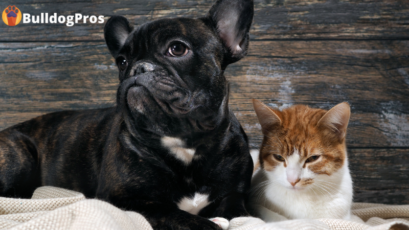 BulldogPros - French Bulldogs And Cats - Do They Get Along