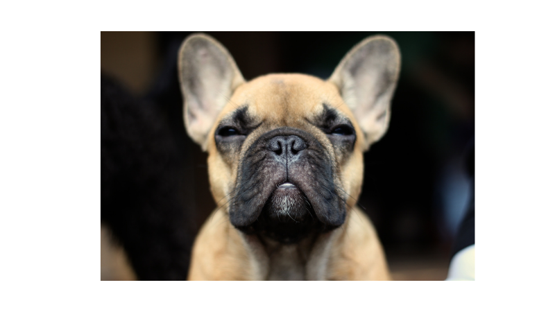 The French Bulldog and Behavior – The Good, Bad & Ugly