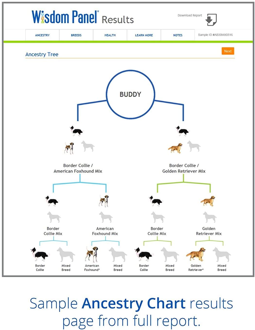 DNA Test Kits For Dogs - Buying Guide - Mars Wisdom Panel

