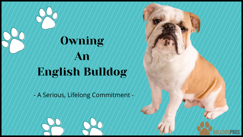 Owning An English Bulldog – A Serious, Lifelong Commitment