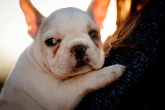 The-French-Bulldog-and-Behavior-–-The-Good-Bad-Ugly-Clingy