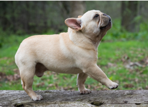 The-French-Bulldog-and-Behavior-–-The-Good-Bad-Ugly-Not listening