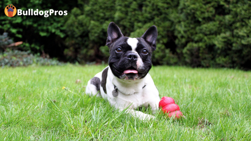 Best French Bulldog Toys – Playtime For Your Frenchie