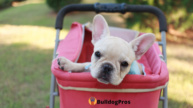 The Dog Stroller Guide: Everything You Need To Know About Buying One