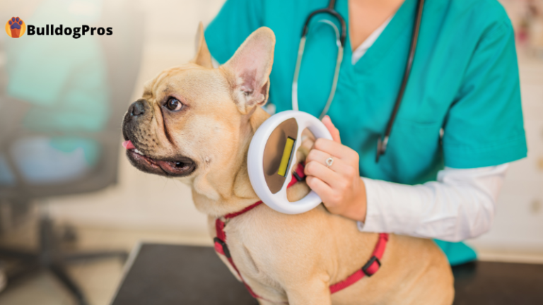 Should You Microchip Your Dog? Pros, Cons, And FAQs