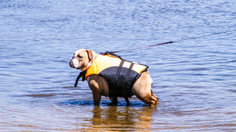 Can Bulldogs Swim? - What You Need To Know