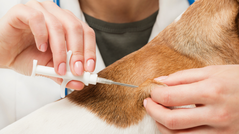 Should You Microchip Your Dog? Pros, Cons, And FAQs