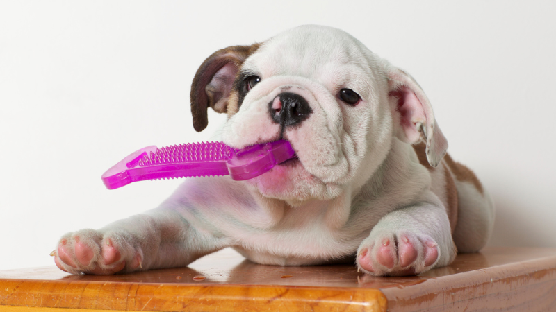 When Do Puppies Stop Teething? A Guide to Your Puppy's Teeth