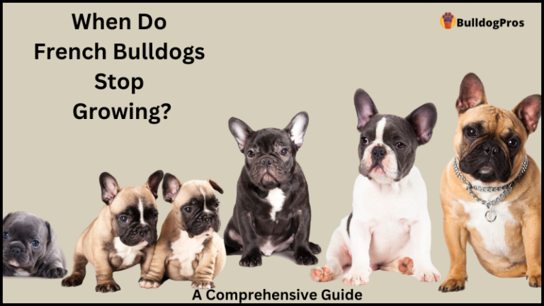 When Do French Bulldogs Stop Growing? A Comprehensive Guide