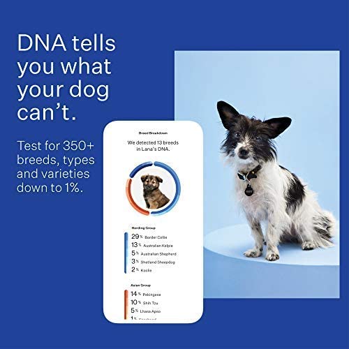 DNA Test Kits For Dogs - Buying Guide - Wisdom Panel
