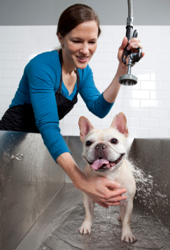 BulldogPros - Are French Bulldogs Hypoallergenic? What You Need To Know
