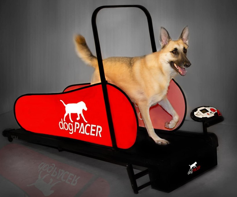 Best Rated Dog Treadmills - dog pacer