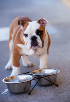 What Is A Dog Treadmill – How They Work And Their Benefits - hydrate
