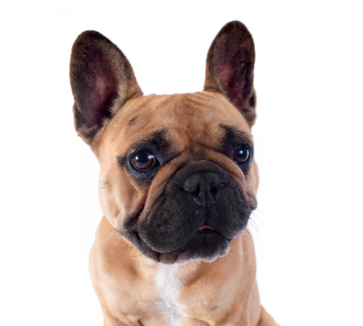 The Fluffy French Bulldog - What You Should Know
